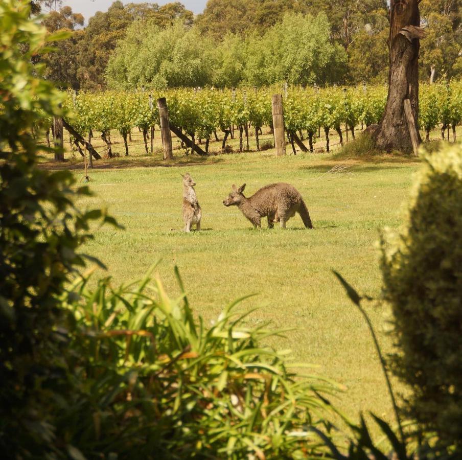 Gisborne Peak Winery Short Term Stays Extérieur photo