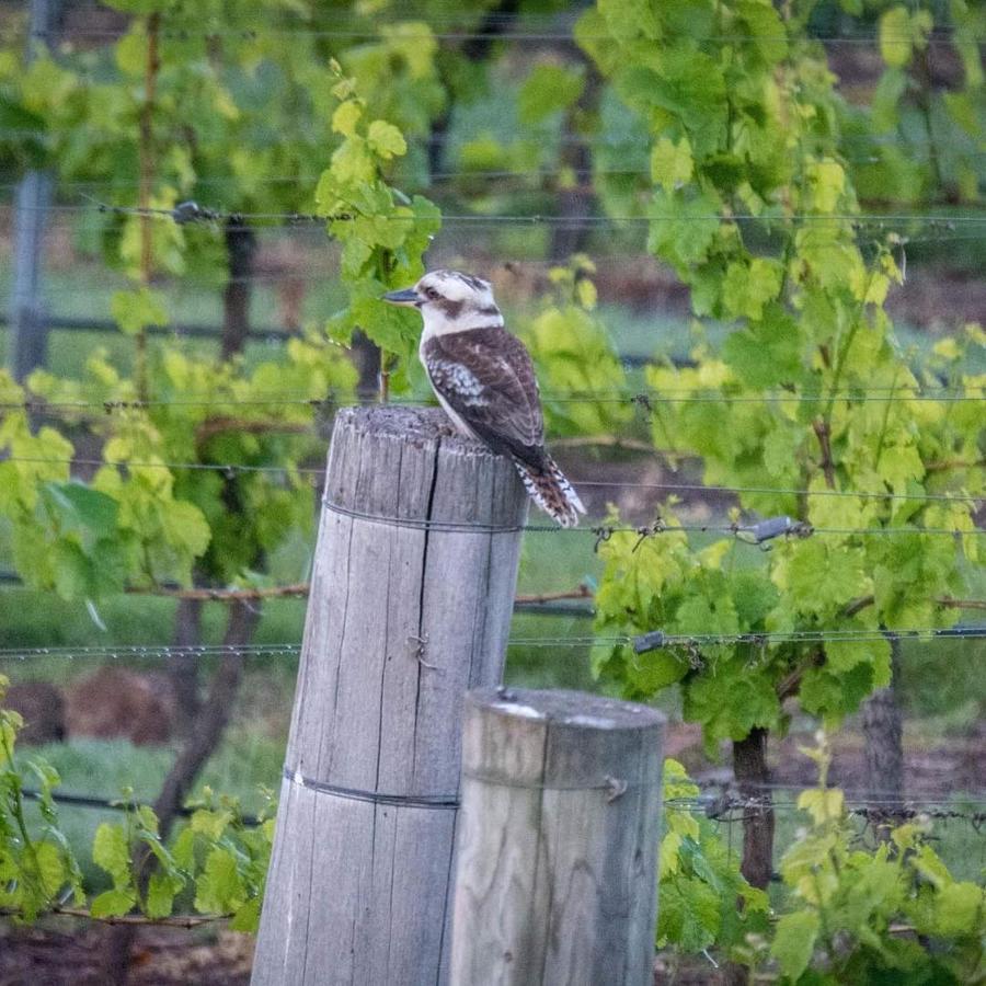 Gisborne Peak Winery Short Term Stays Extérieur photo