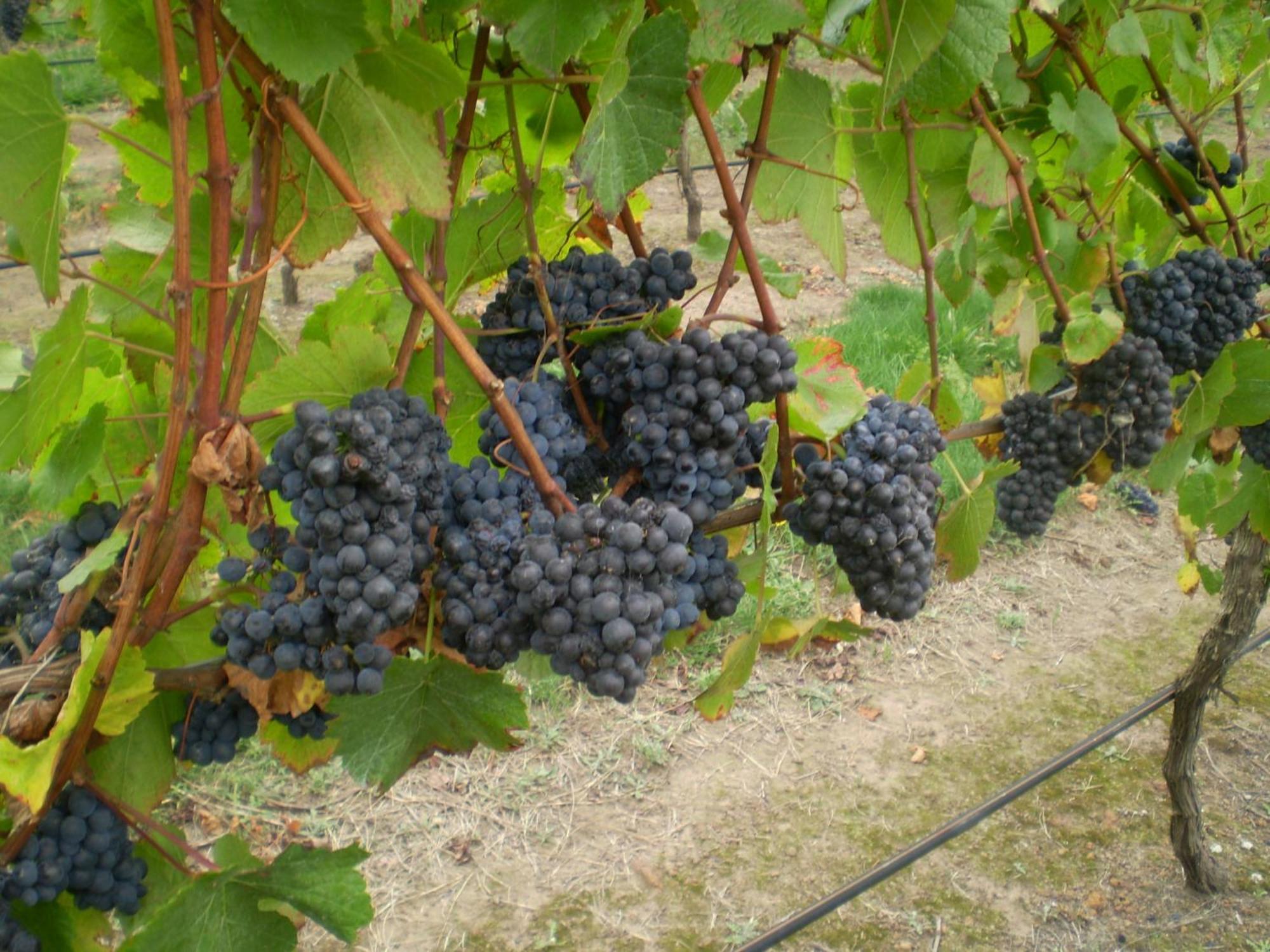 Gisborne Peak Winery Short Term Stays Extérieur photo
