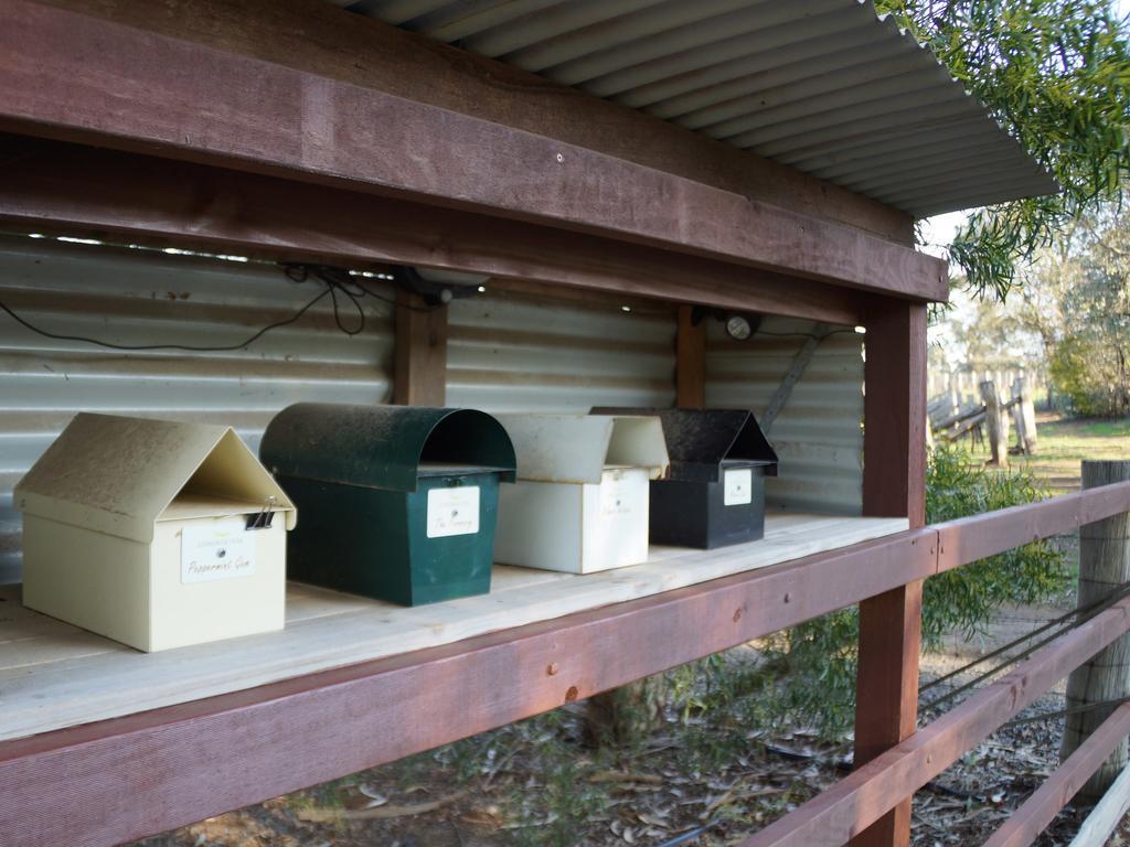 Gisborne Peak Winery Short Term Stays Chambre photo
